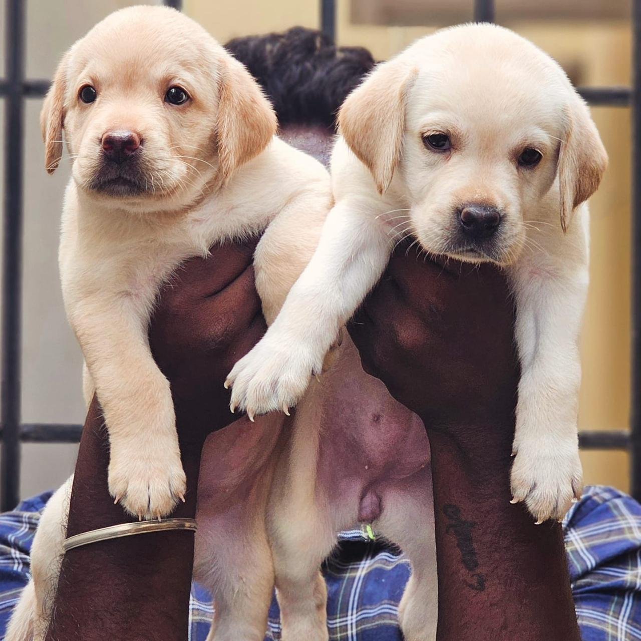 Buy Male Labrador Retriever Puppy from Kolkata